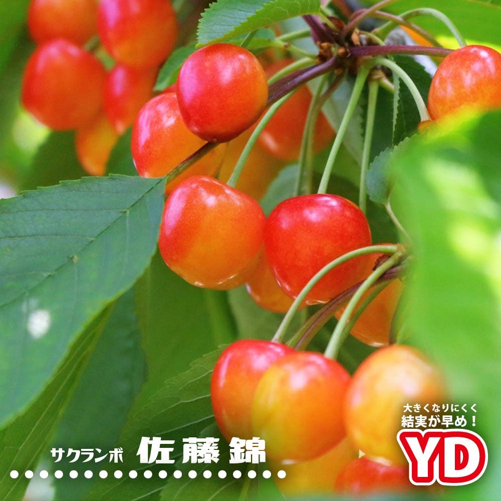 サクランボ 苗木 高砂 1.7メートル果樹の苗 小型 白鉢 サクランボ